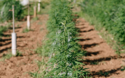 Pure and Organic: Green Republic’s Commitment to Organic Extra Virgin Olive Oil