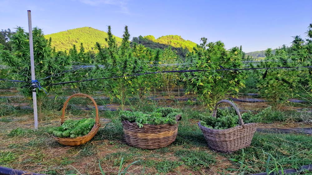 our-farm-produce