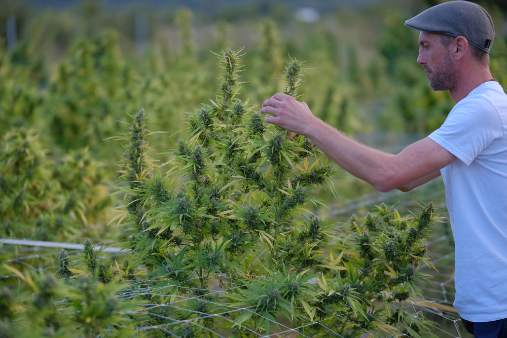 tour-of-tasting-cbg-weed