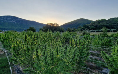 Peninsula Pelješac: a region rich in wine, olives, and natural medicines