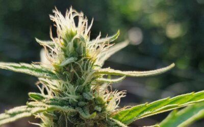 Hemp vs. Marijuana?
