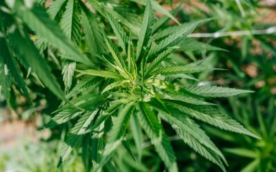 CBG Oil Dosage: Tailoring the Perfect Amount for Ultimate Benefits